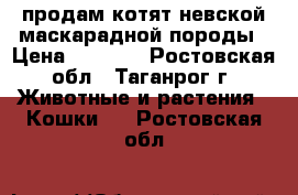 продам котят невской маскарадной породы › Цена ­ 1 500 - Ростовская обл., Таганрог г. Животные и растения » Кошки   . Ростовская обл.